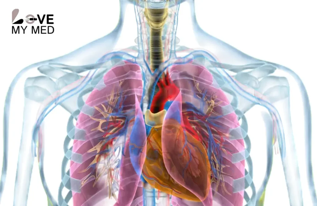 lungs