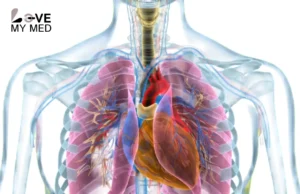 lungs